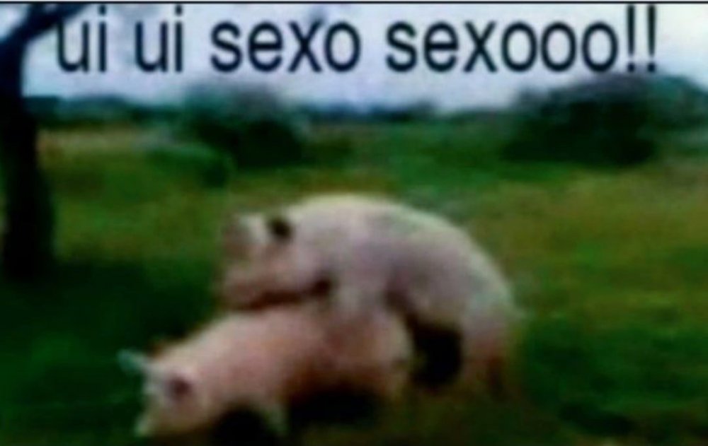 Секс свиней.jpg