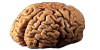 burer_brain.png.7d7166c5f9c2684e2996af480273bac7.png