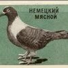 Comrade_Pigeon_2.0