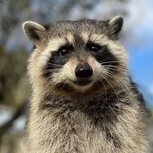 Old Raccoon