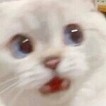 mewomeowmeow
