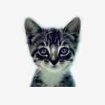 welovecatsandkittens