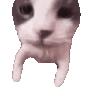 cat-cat-meme.gif.759d8dae30cba0eb2b0a725c5c5e90ba.gif