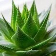 AloeVera